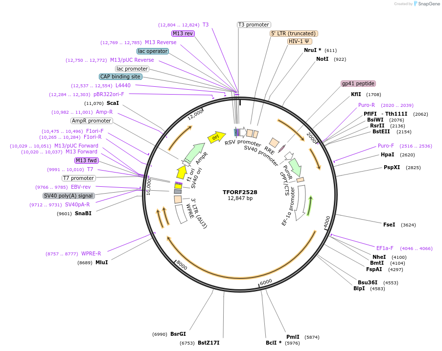 144127-plasmid-map-sequence-id-400934