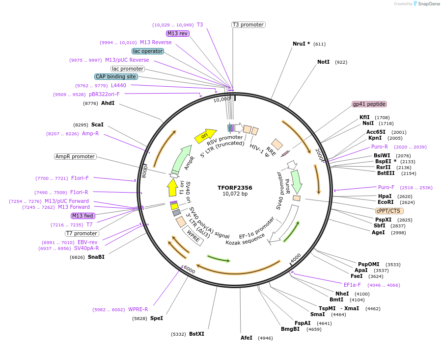 142408-plasmid-map-sequence-id-400960