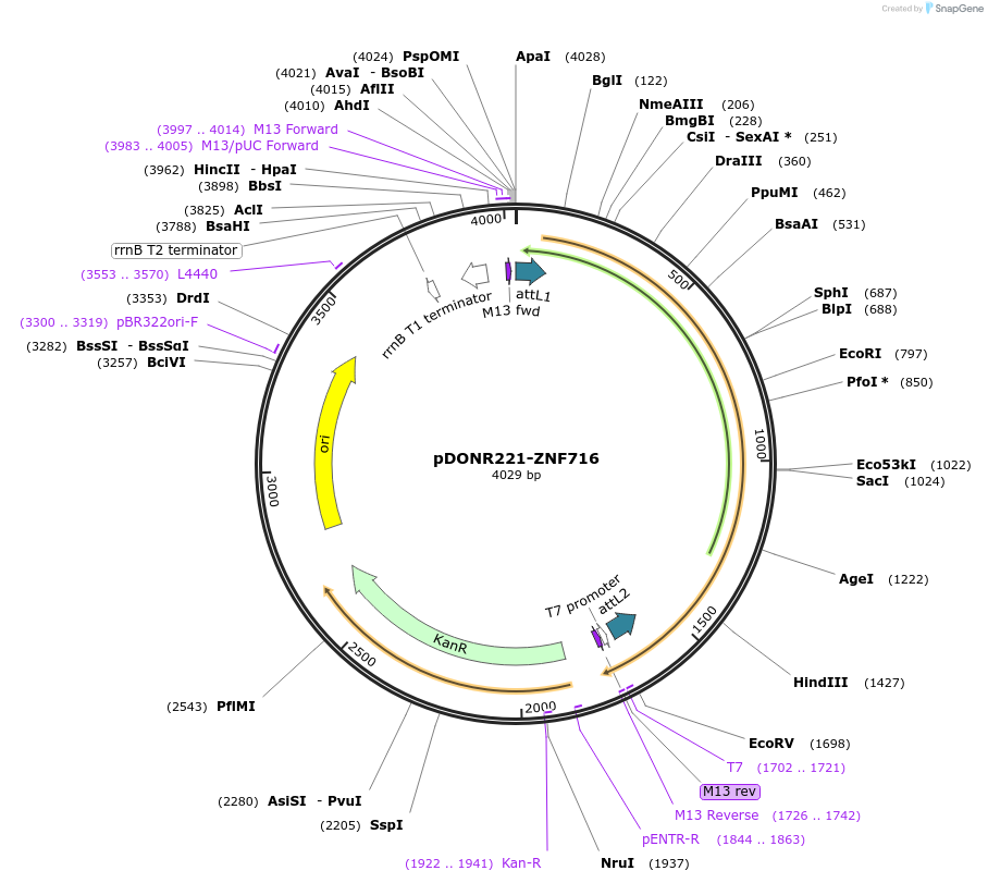 101481-plasmid-map-sequence-id-400987