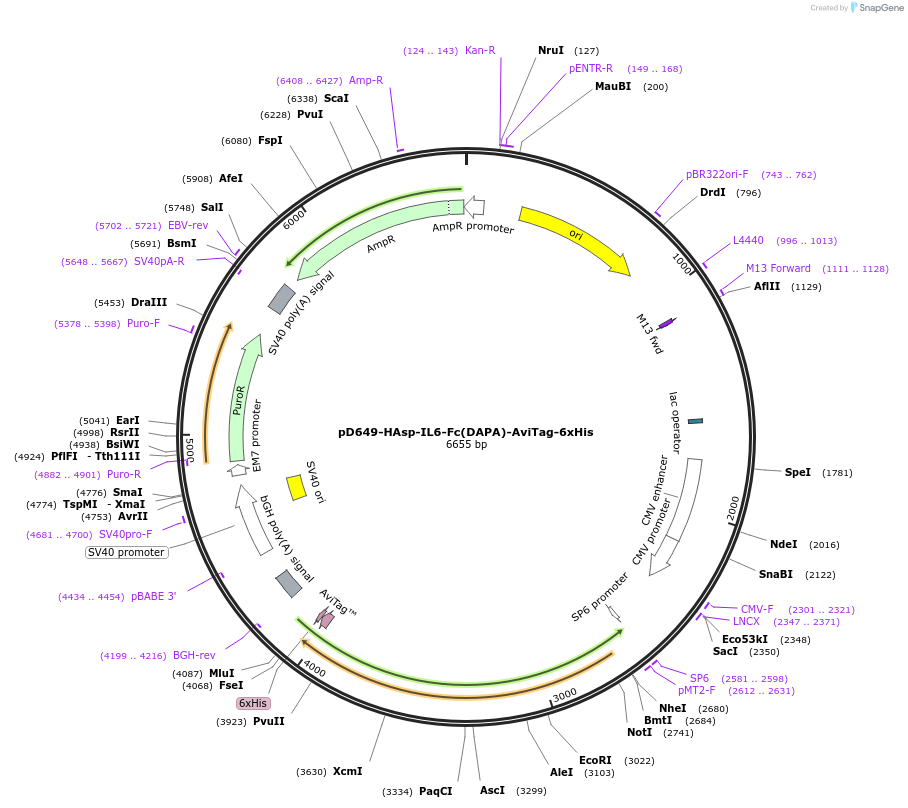 156587-plasmid-map-sequence-id-400996