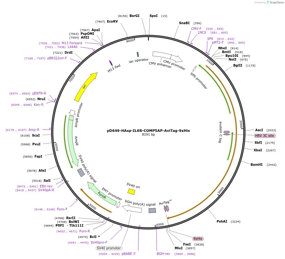 157351-plasmid-map-sequence-id-400999