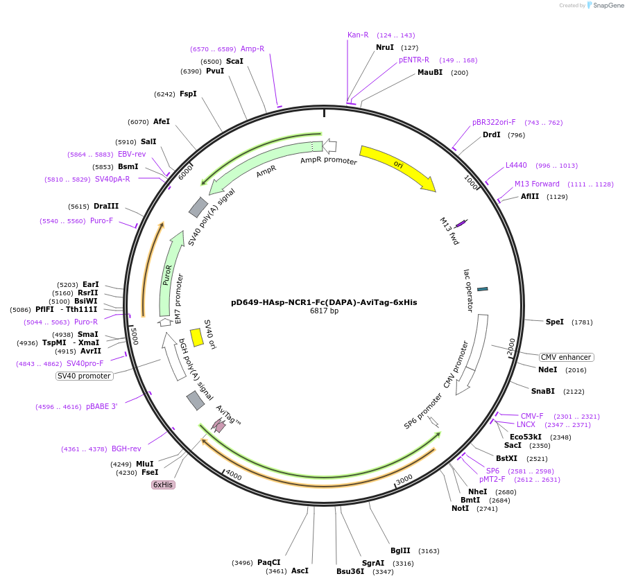 156689-plasmid-map-sequence-id-401000