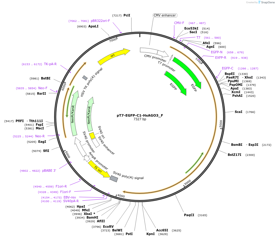 146316-plasmid-map-sequence-id-401002