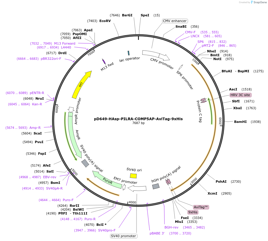157142-plasmid-map-sequence-id-401012