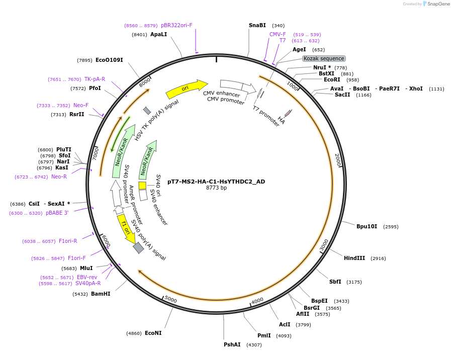 148490-plasmid-map-sequence-id-401018