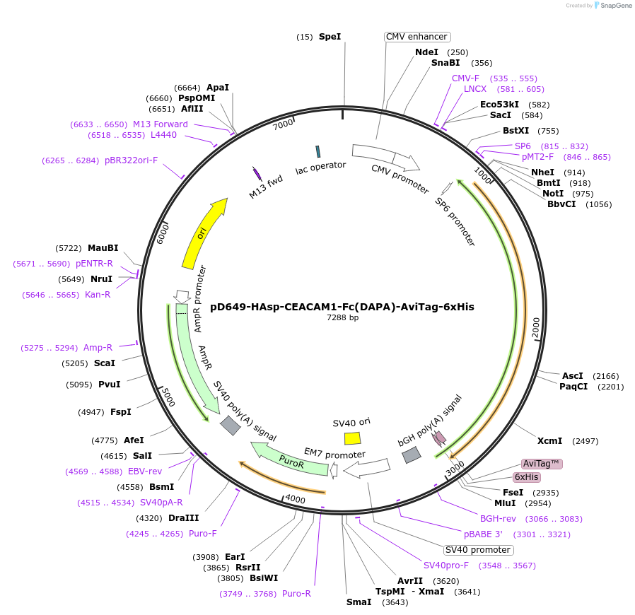 156826-plasmid-map-sequence-id-401037
