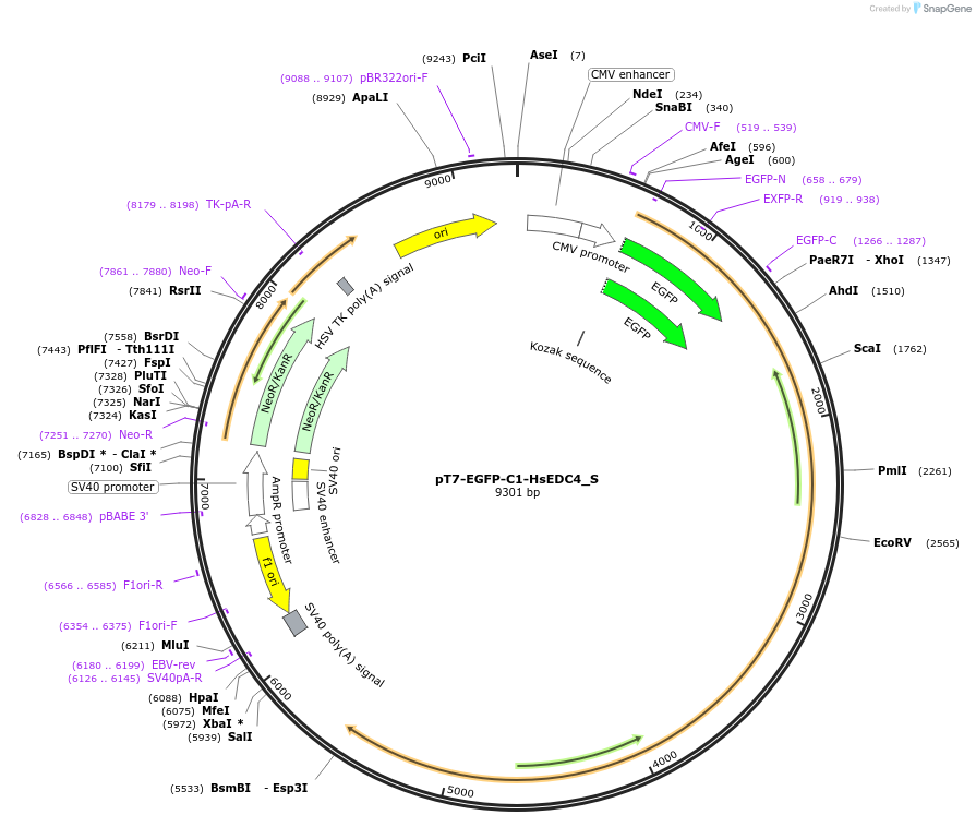147455-plasmid-map-sequence-id-401038