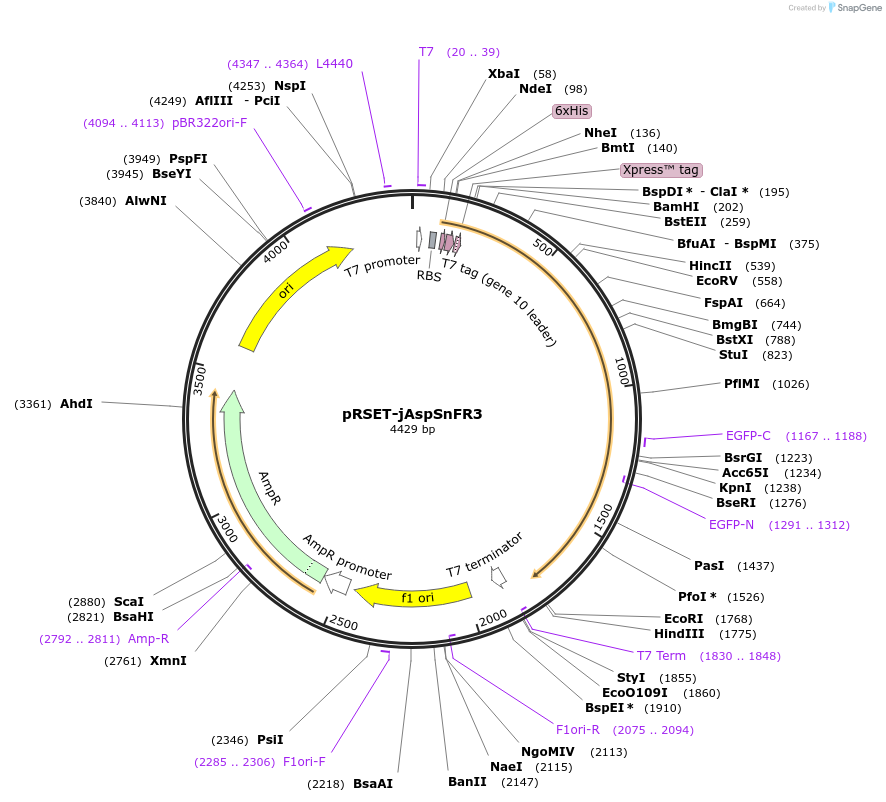 203458-plasmid-map-sequence-id-401041