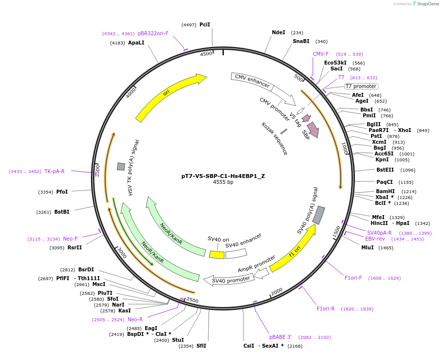 148150-plasmid-map-sequence-id-401042