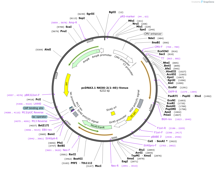 203713-plasmid-map-sequence-id-401045