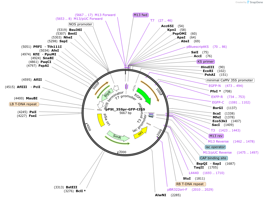 203592-plasmid-map-sequence-id-401114
