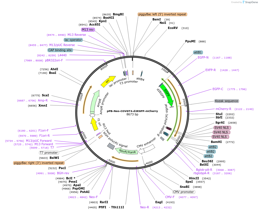 201453-plasmid-map-sequence-id-401120
