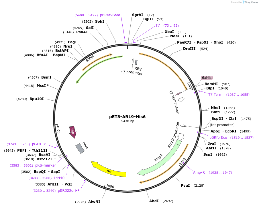201874-plasmid-map-sequence-id-401137