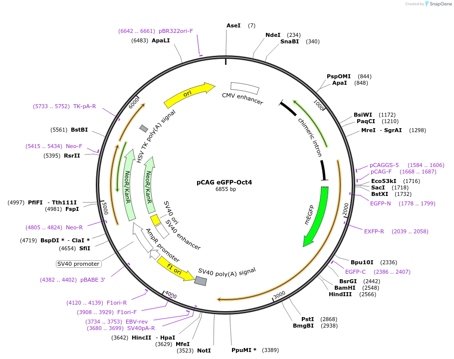 203789-plasmid-map-sequence-id-401144