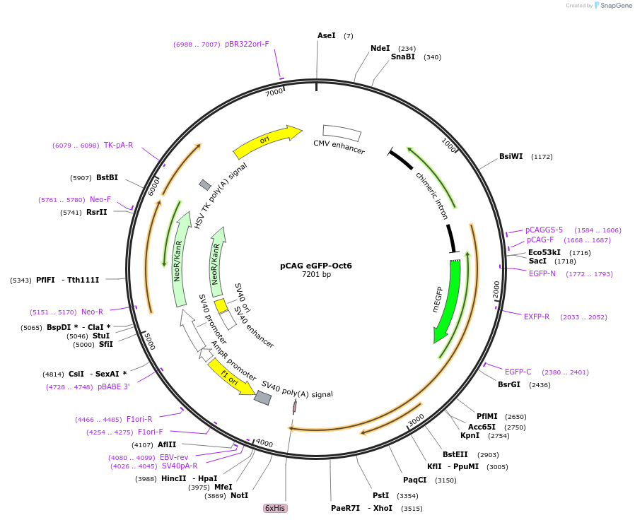 203790-plasmid-map-sequence-id-401148