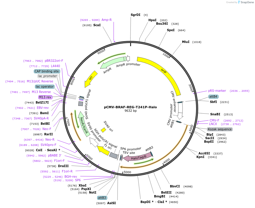 202549-plasmid-map-sequence-id-401163