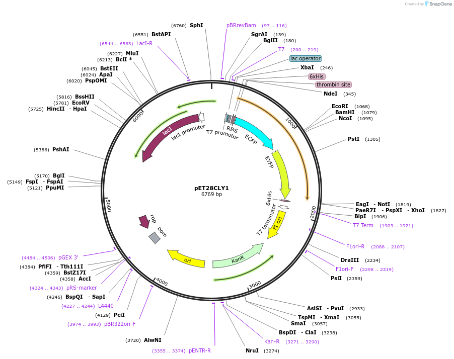 21760-plasmid-map-sequence-id-401165