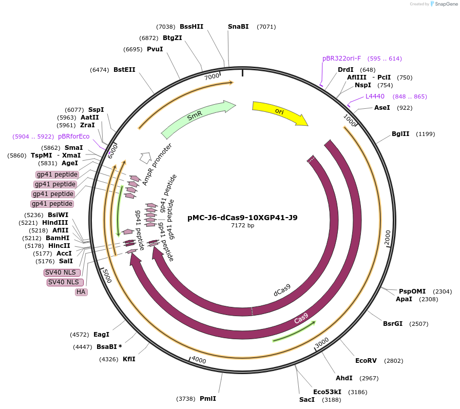 202005-plasmid-map-sequence-id-401172