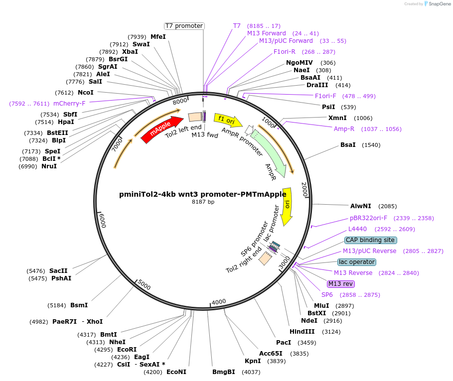 203794-plasmid-map-sequence-id-401179