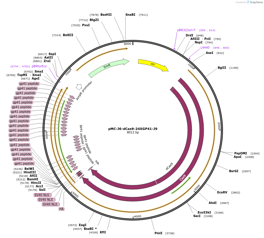 202006-plasmid-map-sequence-id-401180
