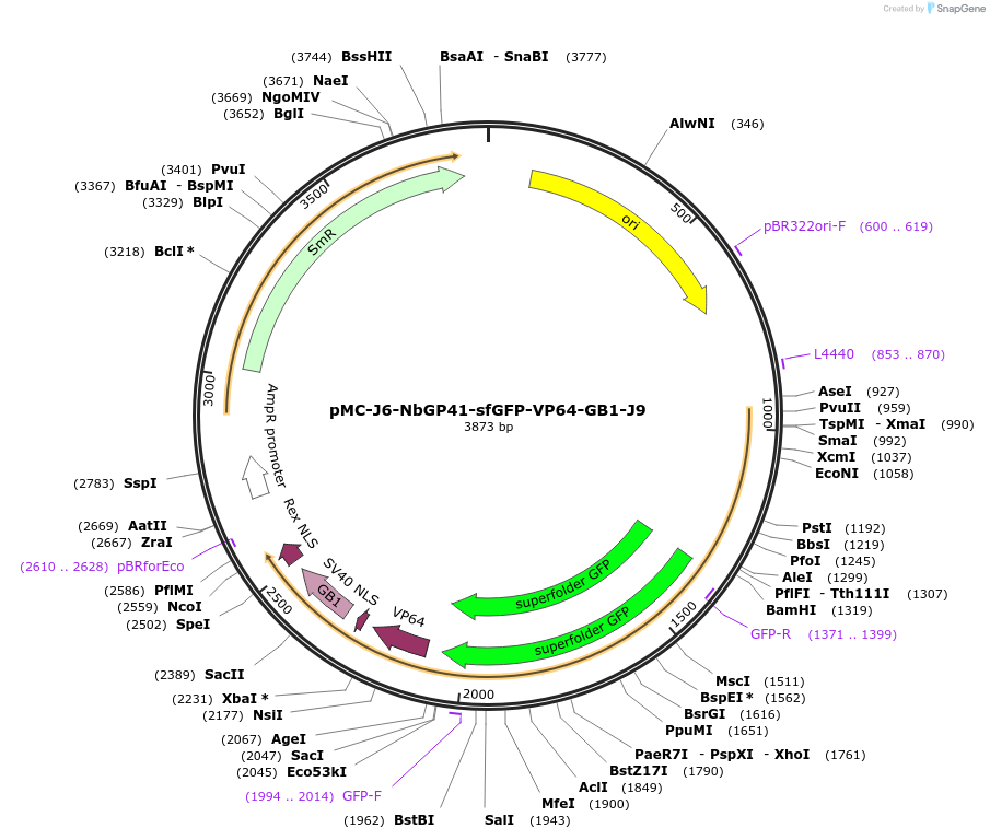 202007-plasmid-map-sequence-id-401181