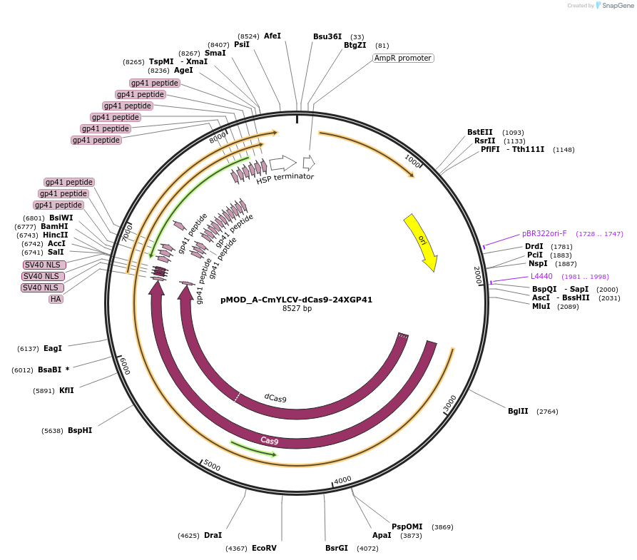 202009-plasmid-map-sequence-id-401182