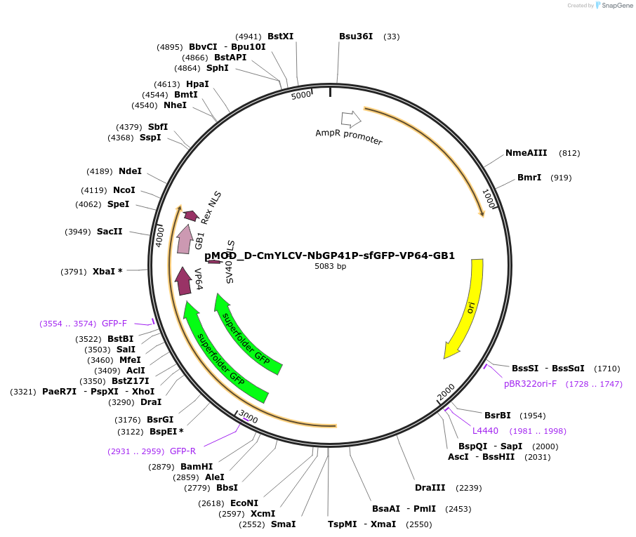 202010-plasmid-map-sequence-id-401184