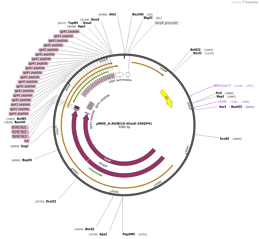 202011-plasmid-map-sequence-id-401186