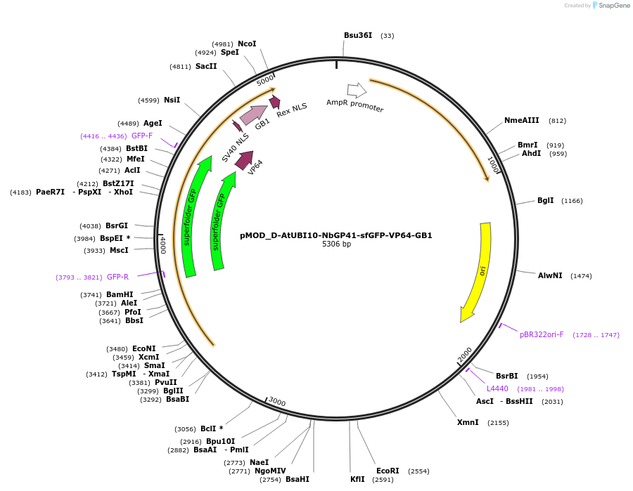 202012-plasmid-map-sequence-id-401187