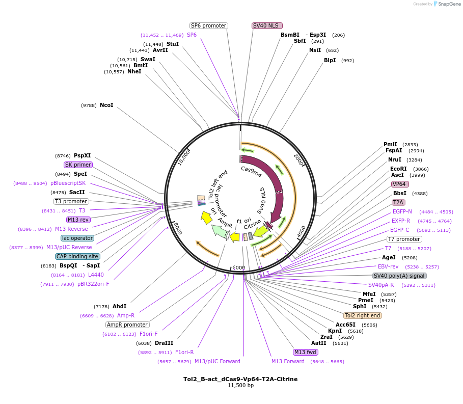 200248-plasmid-map-sequence-id-401188