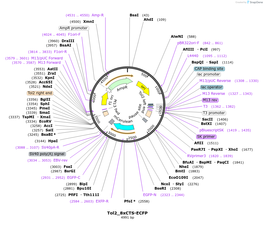 200249-plasmid-map-sequence-id-401189