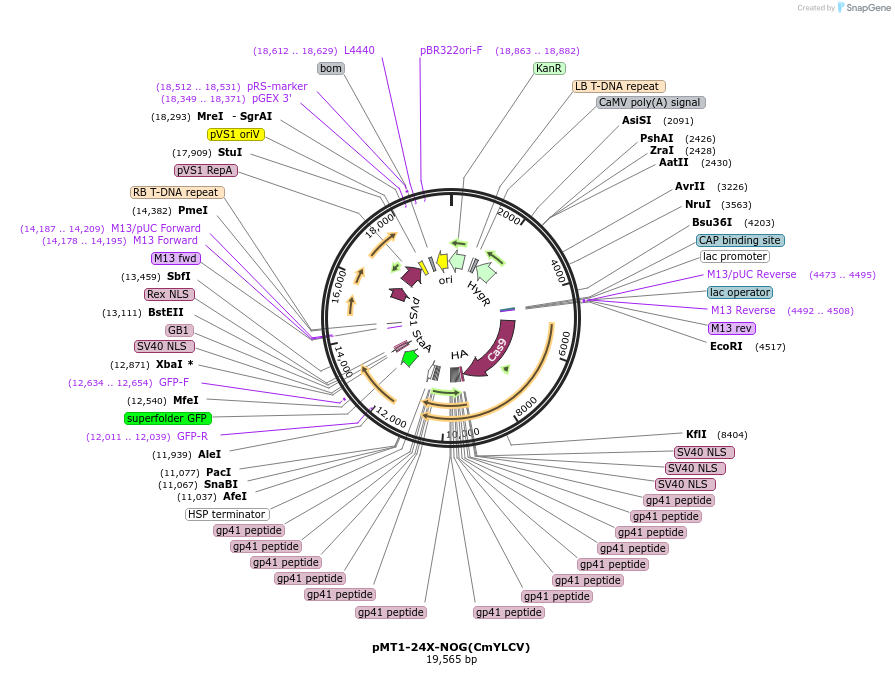 202014-plasmid-map-sequence-id-401203
