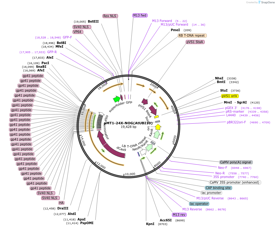 202016-plasmid-map-sequence-id-401205