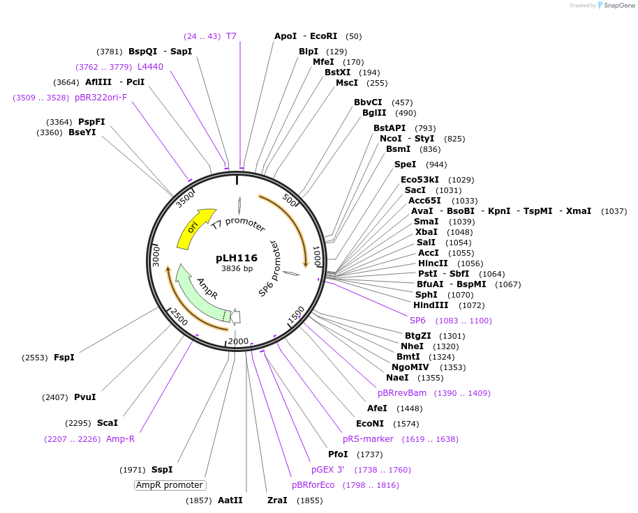 22651-plasmid-map-sequence-id-401206