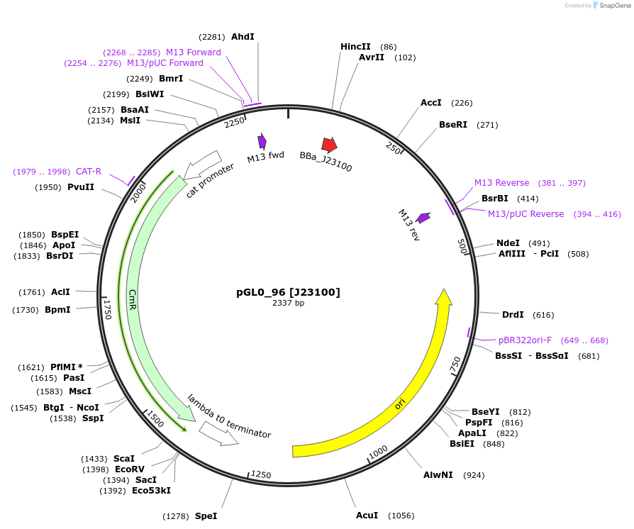 198997-plasmid-map-sequence-id-401222