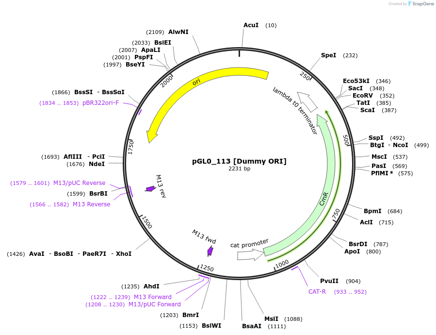 199013-plasmid-map-sequence-id-401225