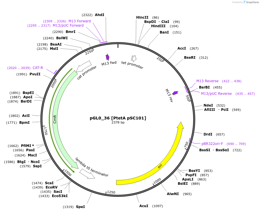 198949-plasmid-map-sequence-id-401231