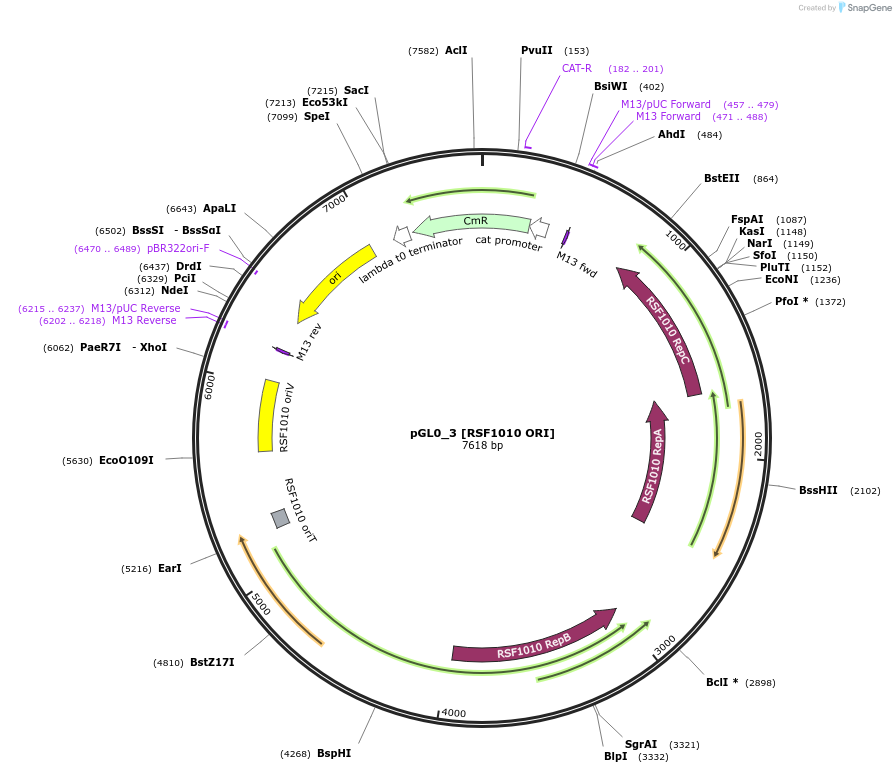 198920-plasmid-map-sequence-id-401235