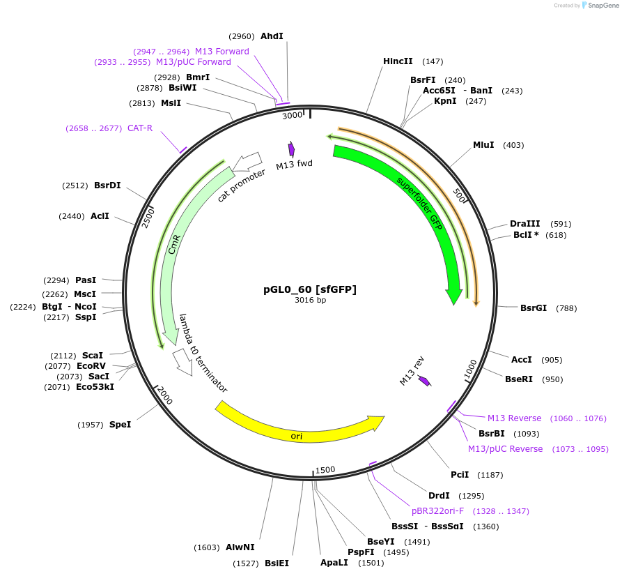 198973-plasmid-map-sequence-id-401271