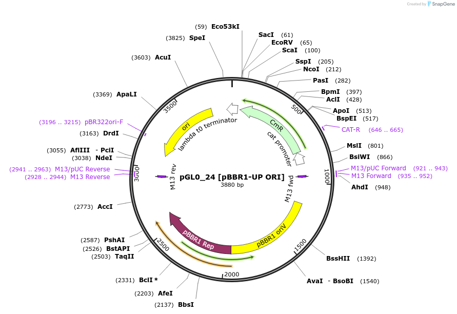 198937-plasmid-map-sequence-id-401279