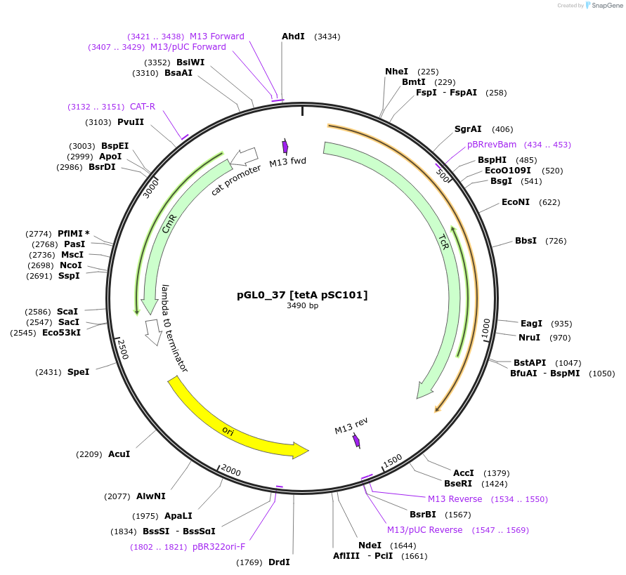 198950-plasmid-map-sequence-id-401280