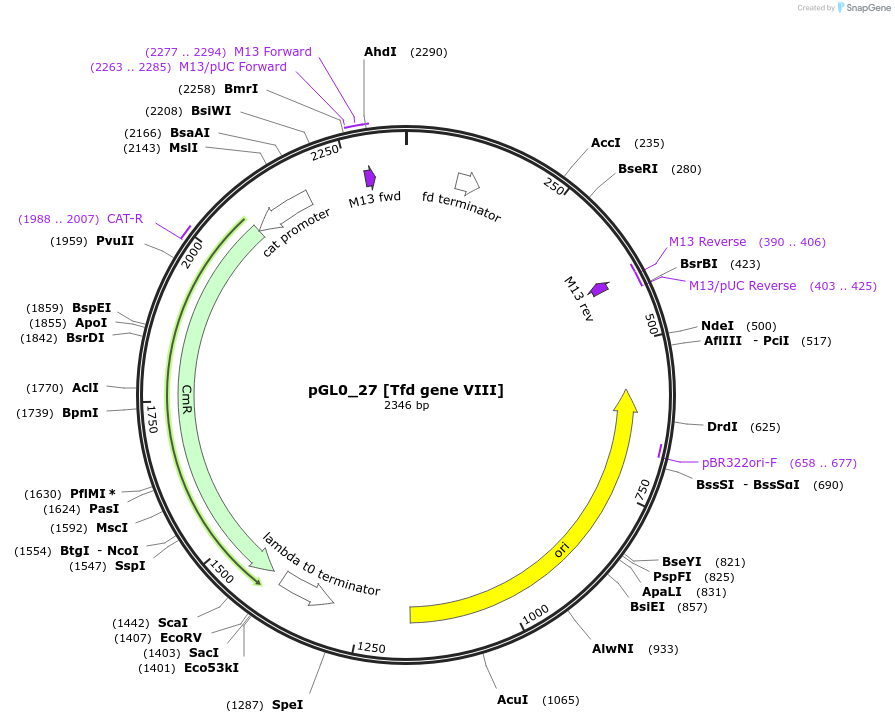 198940-plasmid-map-sequence-id-401282
