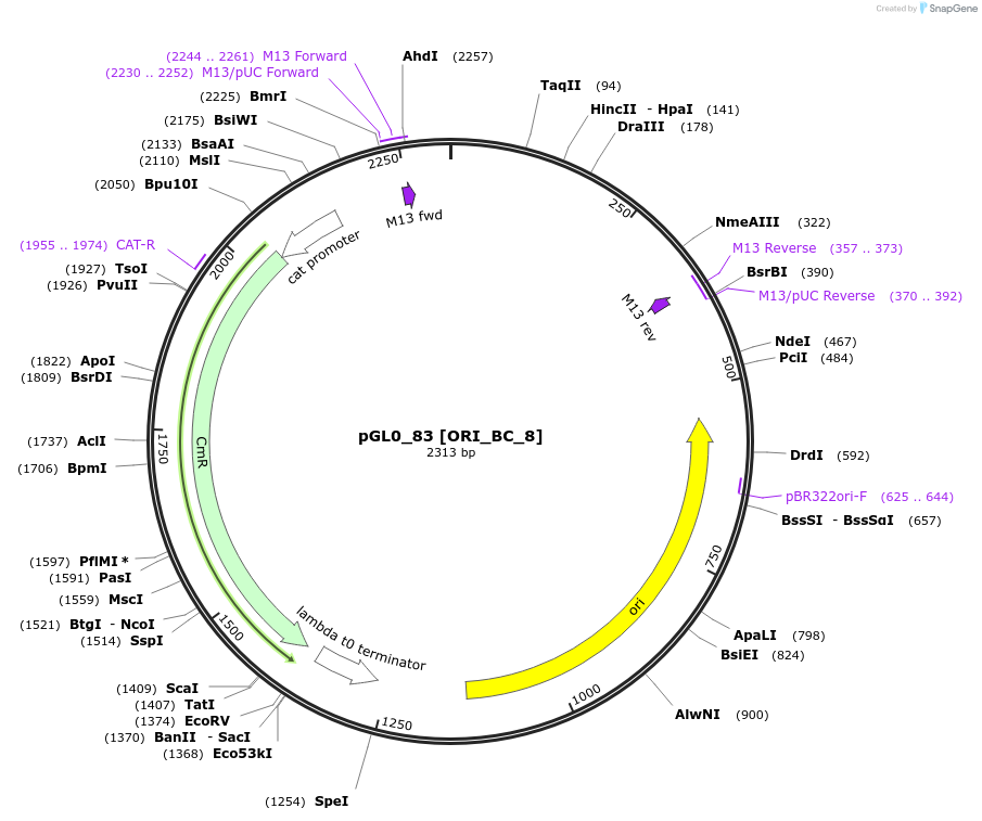 198984-plasmid-map-sequence-id-401283