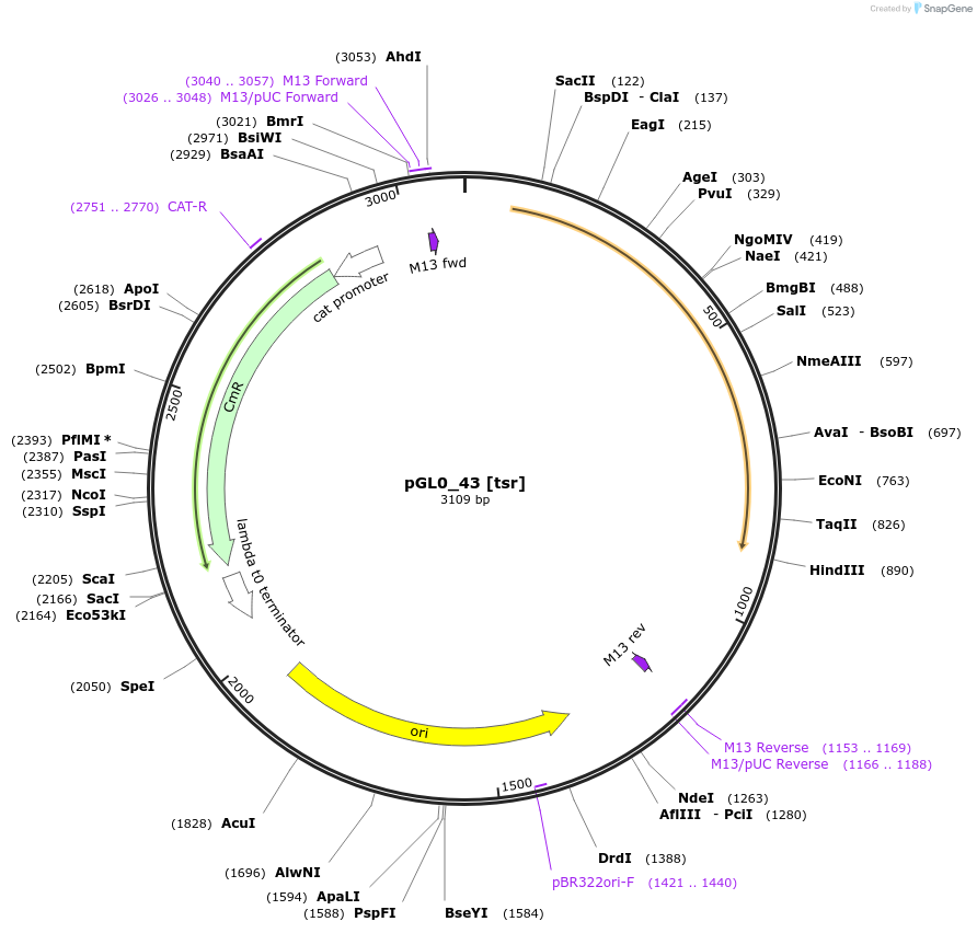198956-plasmid-map-sequence-id-401288