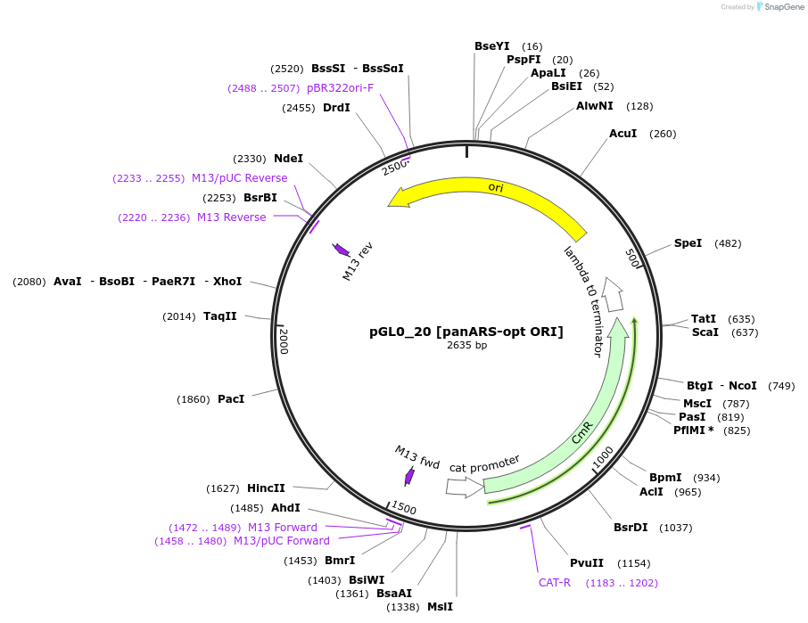 198933-plasmid-map-sequence-id-401291