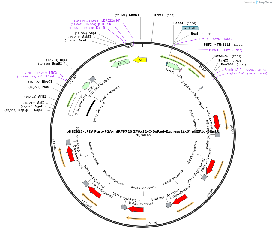 201539-plasmid-map-sequence-id-401324