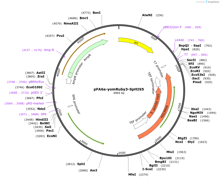 204287-plasmid-map-sequence-id-401343