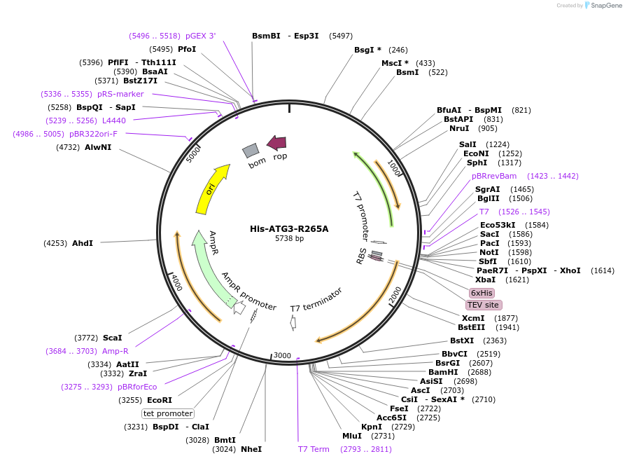 202783-plasmid-map-sequence-id-401347