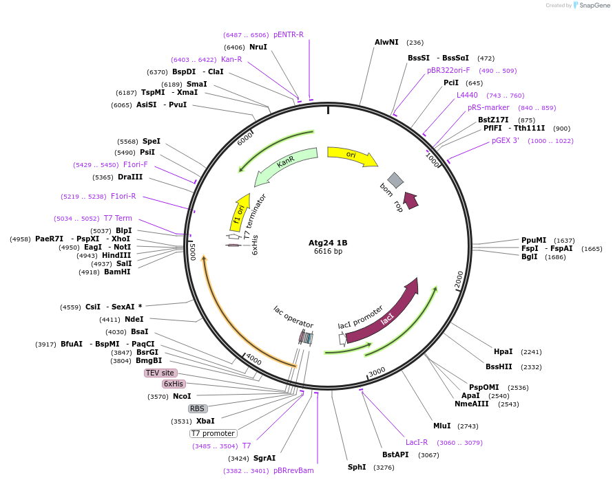 197046-plasmid-map-sequence-id-401354