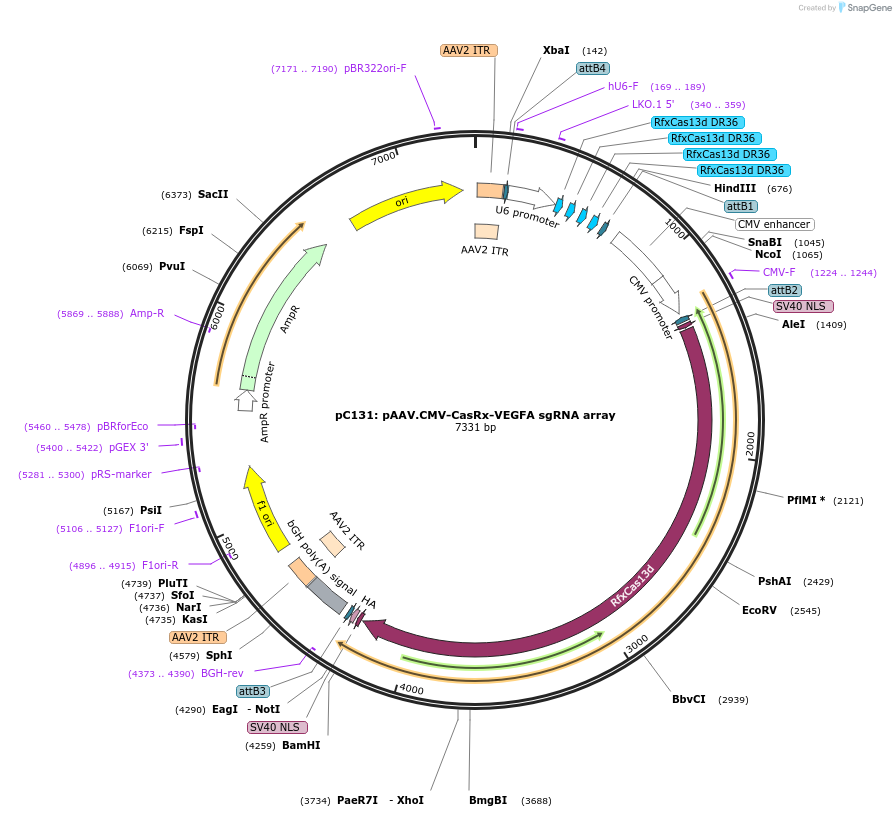 203444-plasmid-map-sequence-id-401407